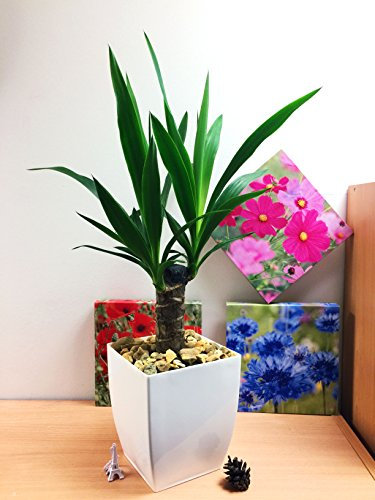 Yucca Plant Elegance (Yucca): Gloss White Milano Pot Evergreen Houseplant for Stylish Interior Design, Well-Being, Air Quality, Natural Elegance