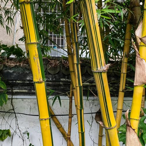 bambus, steingartenpflanzen winterharte garten bamboo, bambuspflanze balkonpflanzen hochbeet 300samen