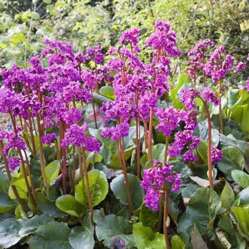 semi di bergenia da giardino tappezzanti, balcone di bergenia giardino da interno, esotiche resistenti 200pcs