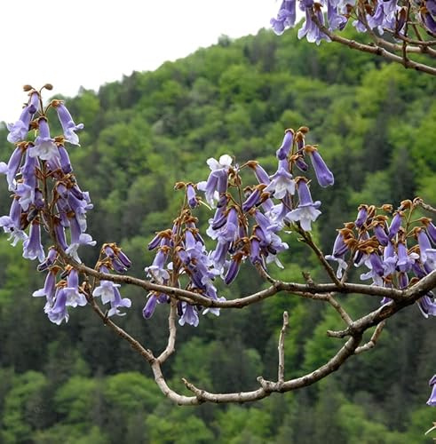 Blauglockenbaum Fast Blue® 100-125cm - Paulownia fortunei - lebende Gartenpflanze aus den Baumschulen