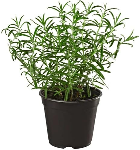 Romero Natural Planta de Exterior con Flores