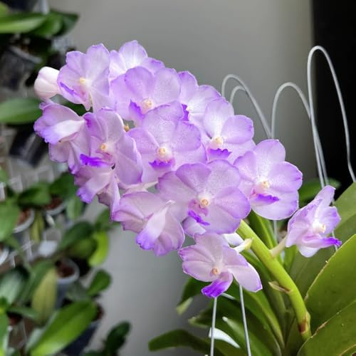 semi di orchidea vanda - balcone, perenni resistenti, esotiche 350pcs