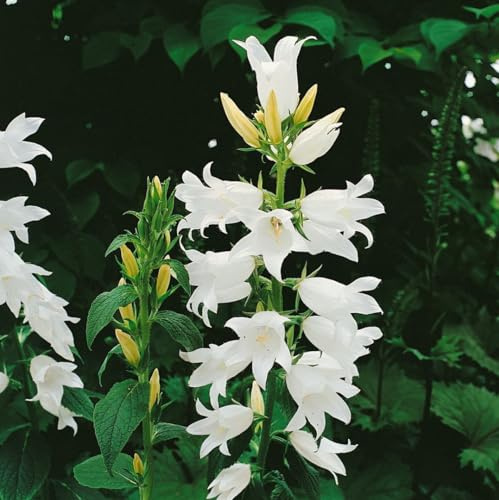 Campanula latifolia var. macrantha 'Alba' 9x9 cm Topf – Winterhart, Mehrjährig, Pflegeleicht – Breitblättrige Glockenblume – Staude für Beet & Rabatte