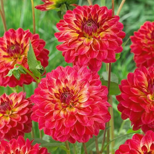 1 x Dahlia Decorative Dancing Don – Luscious Red Blooms – Summer Flowering Bulb – Perennials – Excellent Cut Flowers – for Your Beautiful Garden