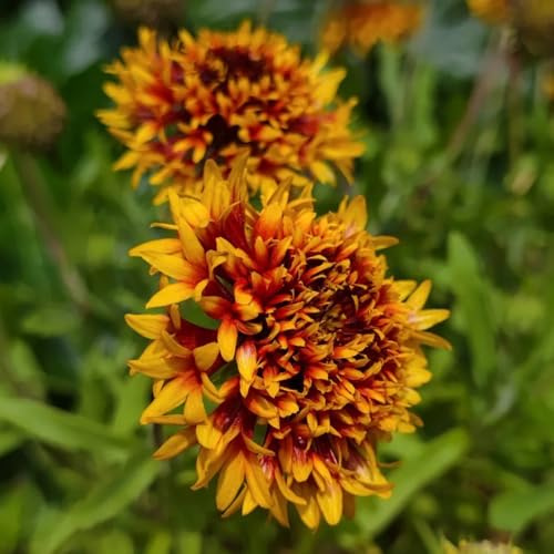 Gaillardia pulchella, nachhaltige geschenke Kokardenblume Staude Winterhart, bio kräuterpflanzen hochbeet wildblumensamen bodendecker 550Samen