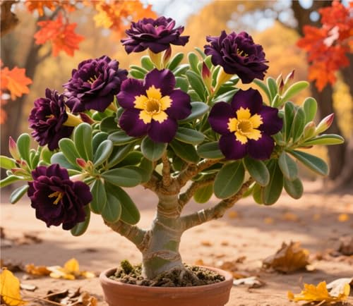 Naturale Rizoma Di Rosa Del Deserto, Resistenti Al Freddo E Alla Siccità, Facile Da Coltivare, Adatto A Primavera E Autunno-1 Rizoma-A