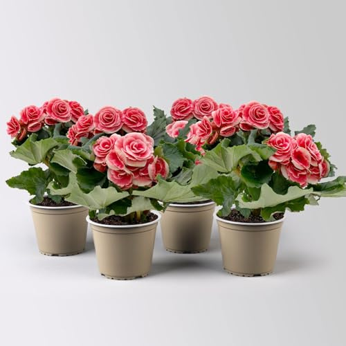 Elatior-Begonie elatior 'Borias®', rosa-weiß, Topf-Ø 14 cm, 4 Pflanzen