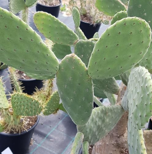 Opuntia tomentosa/Oponce tomenteuse/Conteneur de 2 à 2.9 litres/Cactée