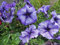 Petunia Graines Papa Bleu 50 Granulé pétunia Seeds