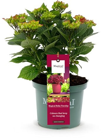 GreenboutiQ - Plante de terrasse - Hortensia - Hydrangea Magical Teusday & Saphire - Rouge - 6-10 Fleurs - Pot 23cm Hauteur 55cm