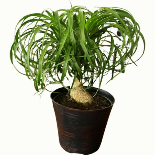 Graines de plantes Beaucarnea fraîches et neuves, 40 pièces