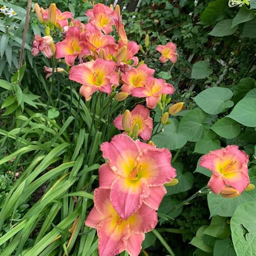 TaglilienSamen, alte sorten Hemerocallis fulva, Taglilie, blumensamen mehrjährig winterhart blumendeko 20pcs