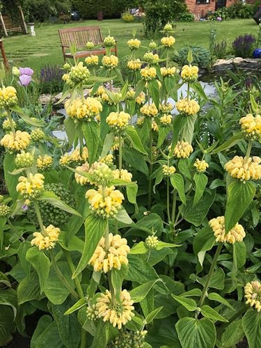25 Phlomis Russeliana Seeds (Turkish Sage) - 25 Seeds