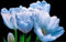 Bulbi di tulipano. Bulbi di tulipano olandesi. Grandi bulbi di tulipano olandesi. Bulbi di tulipano perenni. Piante di tulipano.-bulbi tulipani nani.Abbellire l'ambiente-10 bulbi-E