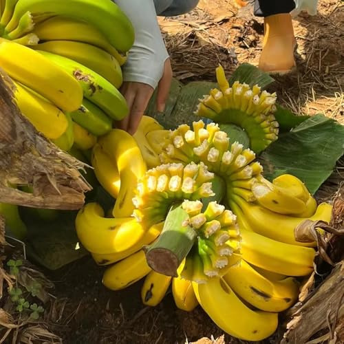 semillas de banano - banano - interior, plátano resistentes en crecimiento, verdes, 15pcs