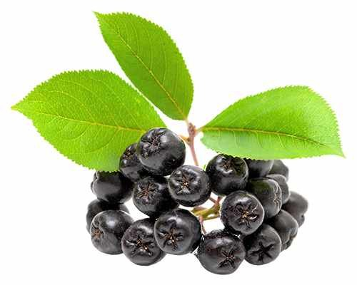 Apfelbeere 'Nero' - Aronia prunifolia 'Nero' 60-70 cm - Schwarze Apfelbeere, winterhart, gesundheitsfördernd, ideal für Garten & Hecken