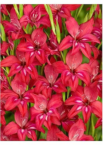 10x Gladioli Nanus Robinetta Bulbs Summer Flowering Dwarf Red Gladiolus Garden Cut Flowers Spring Planting Hardy Corms
