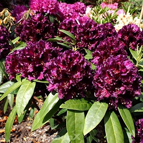 Großblumige Rhododendron Dramatic Dark 30-40cm - Alpenrose - lebende Gartenpflanze aus den Baumschulen