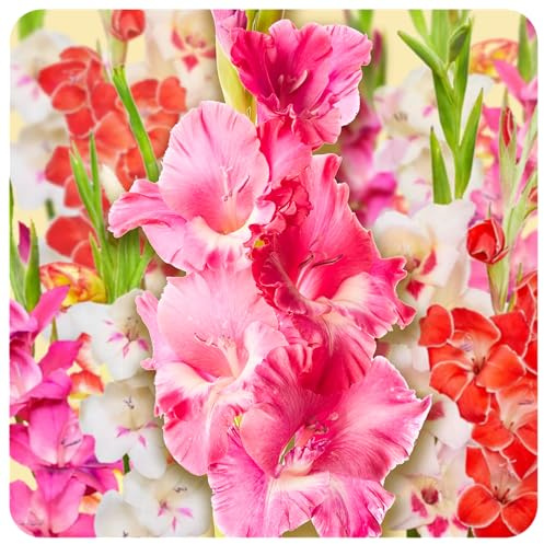 Gladiolenzwiebeln 50 x 'Mix ' - The Bulb Farmers - Sommer - in den Niederlanden gezuchtet - Gladiolen Zwiebeln - Blumenzwiebeln