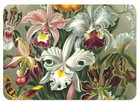 Platzsets, weiche Unterseite aus Kork, Deckchen, Orchidee, Blumen, Botanik, Gravur, antikes Design, groß, 39,5 x 28,5 cm, 4 Stück