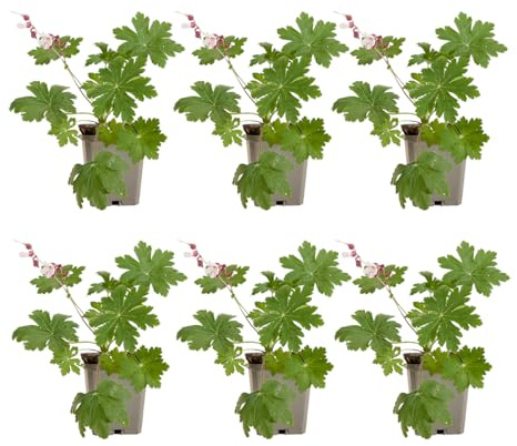 Bloomique - Lot de 6 - Géranium macrorrhizum ‘Spessart’ - Géranium couvre-sol - Floraison abondante - Rustique - Vivace - Parfumée - Hauteur 10-20 cm - Pot 9 cm