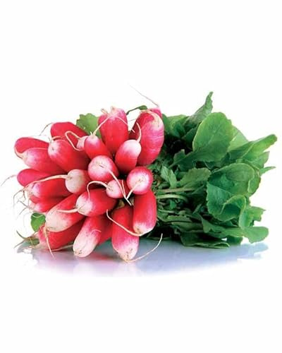 MAELSA® GRAINES EN SACHET POUR POTAGER ET JARDIN - LEGUME - SEMENCES DE LEGUMES DIVERS VARIETES AU CHOIX FAITES DEROULER… (RADIS DE 18 JOURS 1/2 LONG)