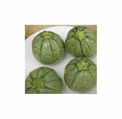 Stk - 5 Korn Kugel-Zucchini Tonda Chiara di Toscana Garten Pflanzen - Samen F-S188 - Seeds & Plants Shop by Ipsa