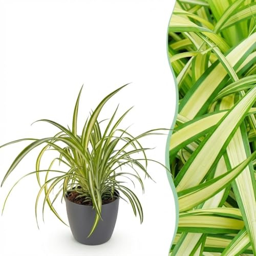 Chlorophytum comosum Variegatum - Variegated Grass Lily - Pet-Friendly Plant - Green - with Potter Grey - 20cm - Øter Grijs - Pot 12cm - Plante d'intérieur - - Plante avec pot