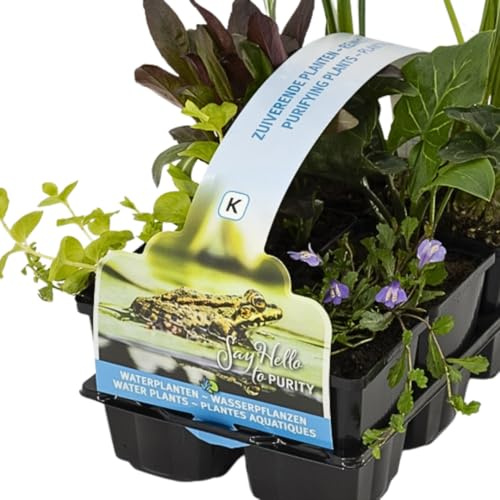 IFLO® 6er Set Reinigende Teichpflanzen – Natürliche Teichfilter Wasserpflanzen – Win terhart– Nachhaltig aus Holland – Zone 1 & 2