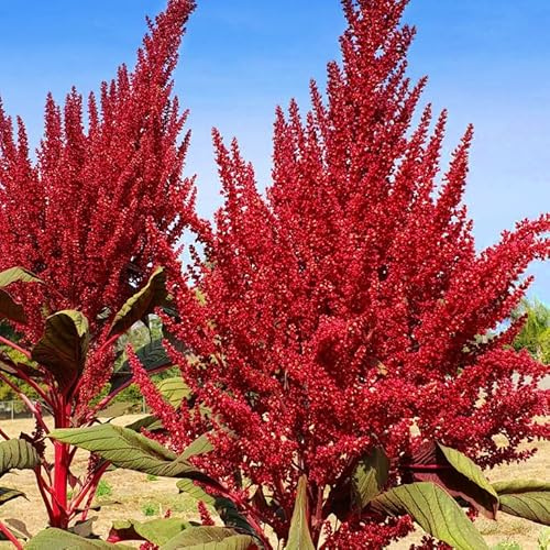 AMARANTO ROSSO GRANATO NR.200 SEMI
