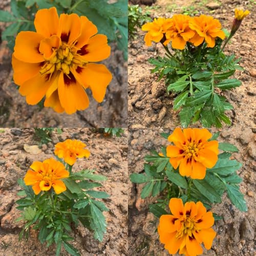 semillas de caléndula perenne raras, decoración de sala de estar, caléndula, tagetes patula, decorativas resistentes para balcón macizo 800pcs