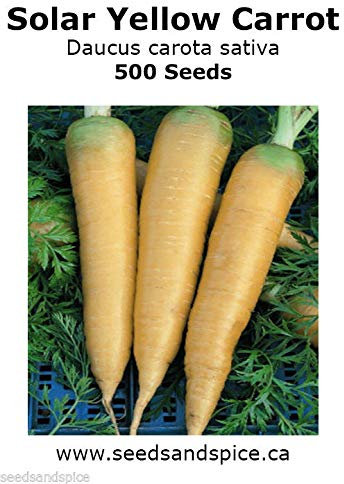 Portal Cool Solares Amarillo de la Herencia de Zanahoria 500 Semillas