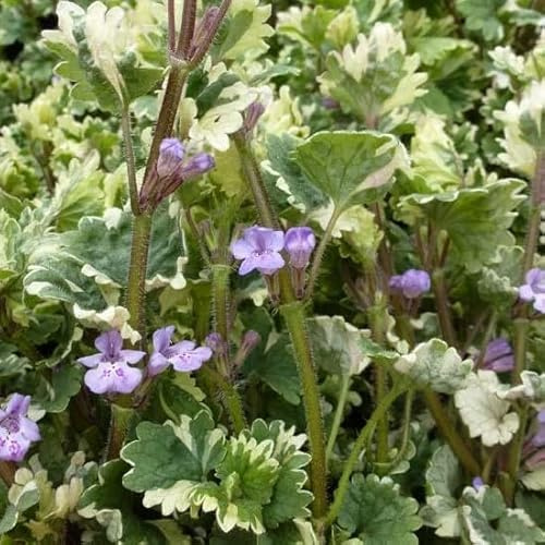 6x Hiedra Terrestre - Glechoma hederacea 'Variegata' -
