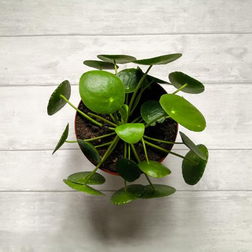 Pilea peperomioides, glückstaler, seltene rankpflanze Chinesischer Geldbaum winterhart alte sorten bio outdoor pflanzensamen gartenpflanzen blumensamen gartenblumen mehrjährig 10samen