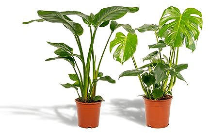 La Green Touch Duo Strelitzia Nicolai et Monstera - Planta de interior (19 cm, altura 80 cm)