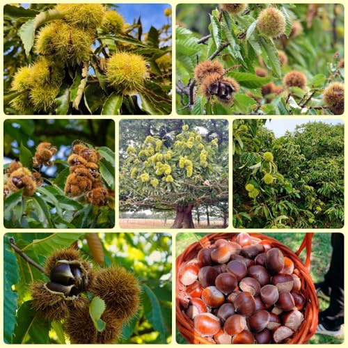 Maronenbaum, Esskastanien Kaufen, Castanea mollissima, winterharte balkonpflanzen pflanzensamen garten geschenke kaufen bio 25Samen