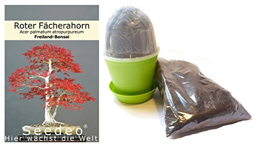 Seedeo® Bonsai Anzuchtset Roter Fächerahorn (Acer palmatum atropurpureum)