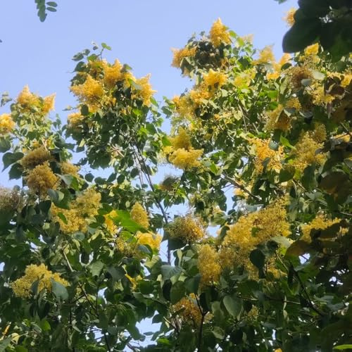 semi resistenti di lillà - biologici interno giardino decorazione balcone serra 150pcs