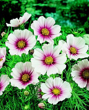 PREMIER SEEDS DIRECT - Cosmos Seeds - Daydream (3000 Seeds)