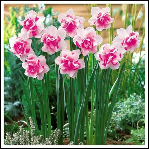Mehrjährige Blumenzwiebel ist winterhart, Blumenzwiebel,Garden,Mysteriöse magische Glühbirne,Lebende Pflanzen,3years-8 Narzissen Zwiebeln-B
