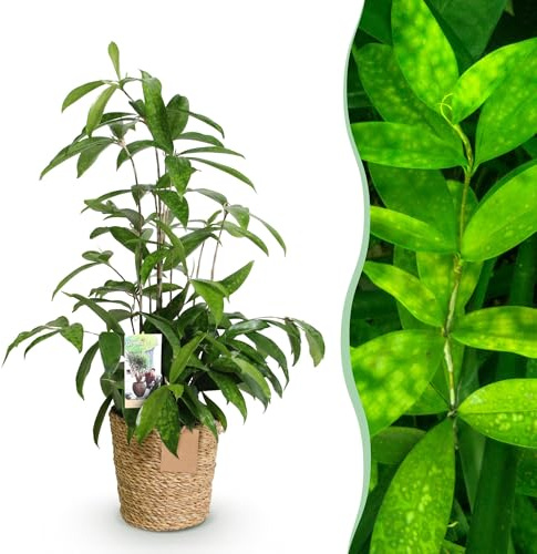 Green boutiQ - Zimmerpflanzen - Dracaena surculosa - Drachenbaum - Wenig Pflege - mit Korb - Grün - 1 Pflanze - Topf 17cm - Höhe 60-70cm