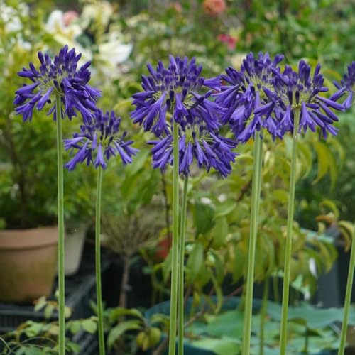 agapanto - amantes de las de balcón y jardín lirio ornamental semillas silvestres jardín, interior raras trepadoras orgánicas, 350semillas