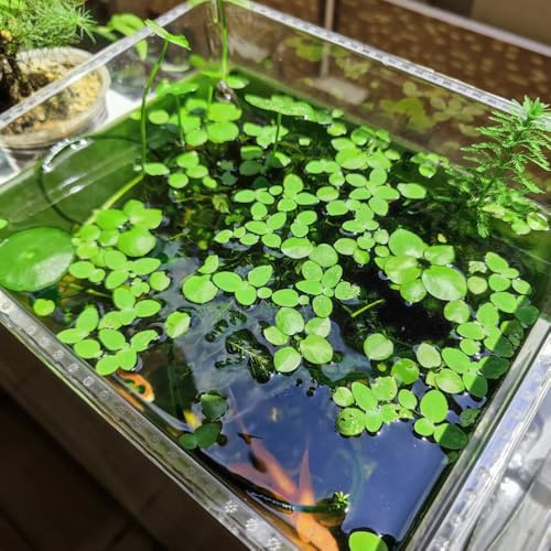 semillas de lenteja de agua,resistentes al aire libre Decoraciones flotantes para estanques,de exterior.de interior de rápido crecimiento 1000pcs