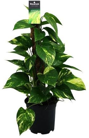 Efeutute Scindapsus Epipremnum – Ø15cm – 50cm – Pflegeleichte Rankpflanze & luftreinigende Zimmerpflanze – Grünpflanze für Wohnzimmer, Büro & Schlafzimmer
