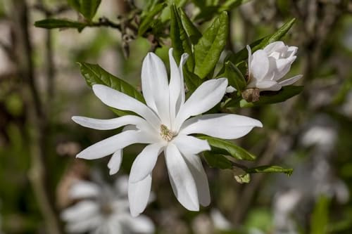 Sternmagnolie Magnolia stellata 40-60 cm Zierstrauch winterhart | Frühblüher mit sternförmigen Blüten, für Beet und Kübel, dekorativer Solitär, robust im Freiland, blühfreudig