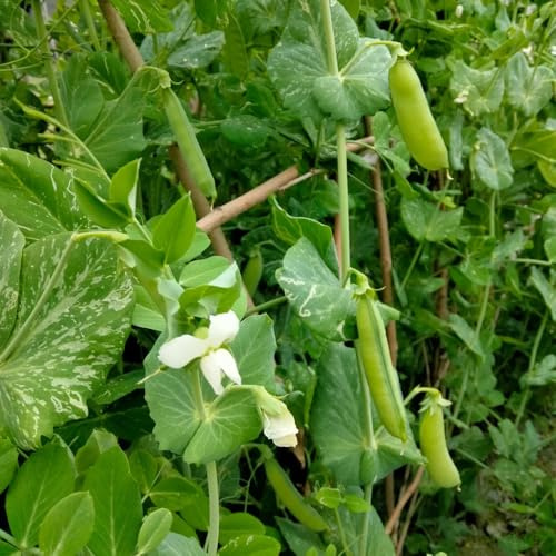 erbsen - erbsensamen - winterharte kübelpflanzen gartenpflanzen winterhart mehrjährig bio wintergemüse kaufen gartenkräuter 200samen