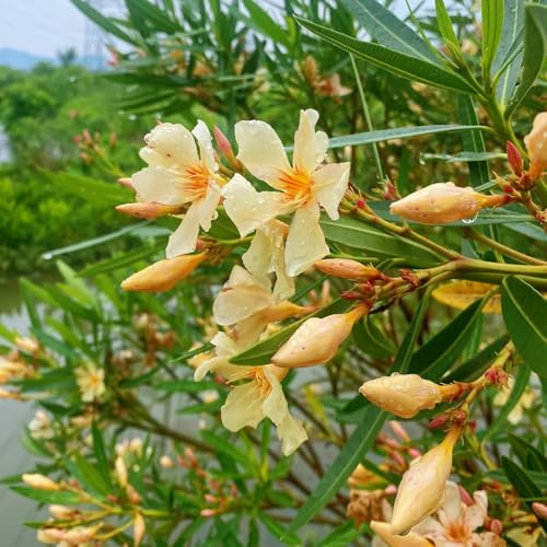 semillas de adelfa resistentes, Las de jardín perennes resistentes, adelfa de interior con reales, 10pcs