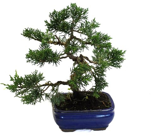 KENTIS - Bonsai di Ginepro con Vaso in Ceramica - Bonsai Juniperus - Pianta Vera da Esterno - Vaso Ø 13 cm H 20/30 cm