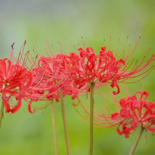 20 piezas bulbos sangre perennes resistentes bulbos de lirio araña, perennes resistentes, decoracion de pequeño