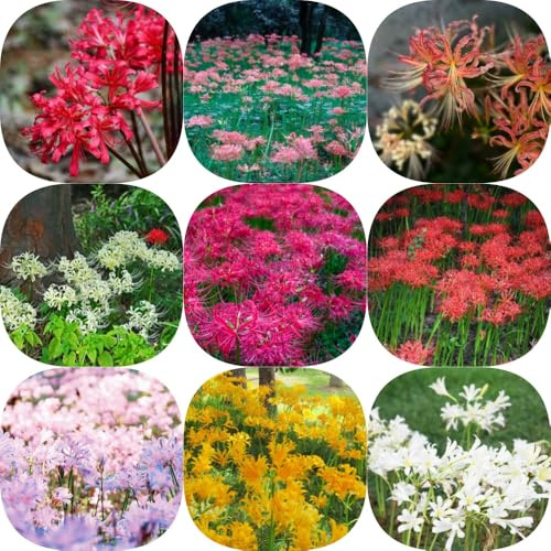 Bulbi di giglio ragno varietà antiche, rare Giglio di sangue, per giardinieri esotico resistente interno giardino resistenti per giardini rocciosi 16pcs